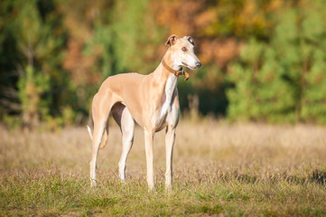 Obraz na płótnie Canvas Greyhound standing in autumn