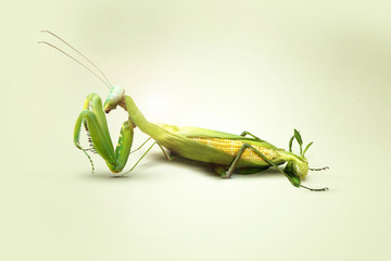 mantis and corn © ilter