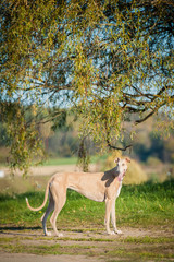 Obraz na płótnie Canvas Greyhound standing under a tree in autumn