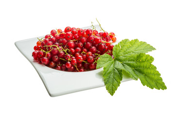Red currant