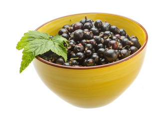 Black currant