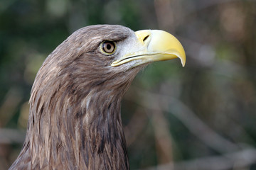 european eagle