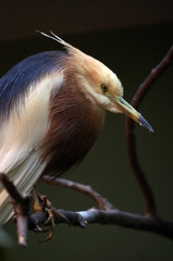 Vogel