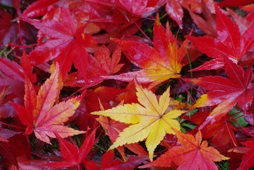 紅葉の葉っぱ