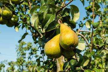 Closeup of ripening pears hanging on the trees.
