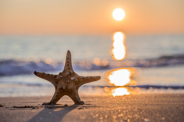 Fototapeta na wymiar Starfish on the beach at sunset