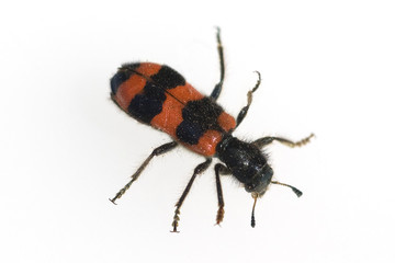 Bienenwolf, CLERIDAE, Buntkaefer, Trichodes alvearius