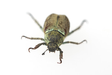 Blatthornkaefer, Scarabaeoidea, Hoplia, argentea,