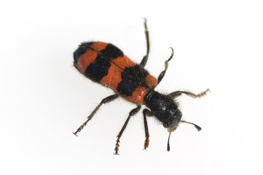 Bienenwolf, CLERIDAE, Buntkaefer, Trichodes alvearius