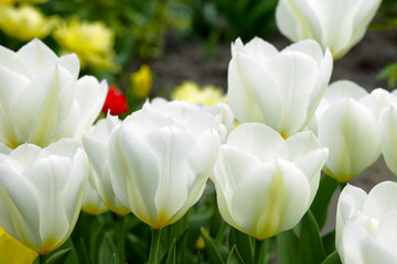 Tulip flowers