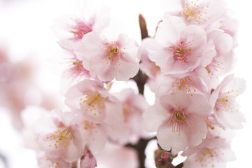 寒桜