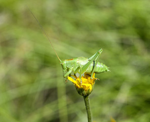 Punktierte, Zartschrecke, Leptophyes, punctatissima