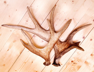 antlers deer horns elk wood
