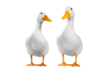 two duck