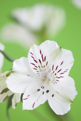 アリストロメリア