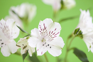 Obraz premium アリストロメリア