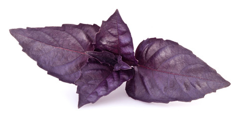 Violet basil leaves isolated on a white.