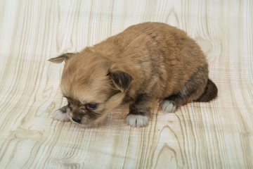 Chihuahua puppy