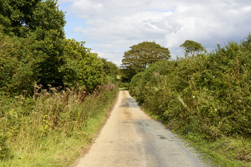 Fototapeta na wymiar small country road near Mevagissey, Cornwall
