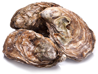 Raw oyster on a whte background.