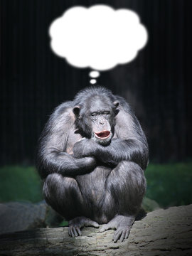 Funny chimpanzee dreaming. Picture with thought bubble.