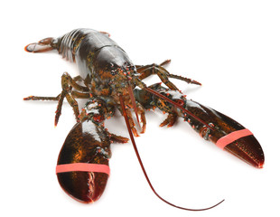 Raw lobster