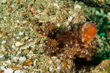 Obraz na płótnie Canvas Red octopus in Ambon, Maluku, Indonesia underwater
