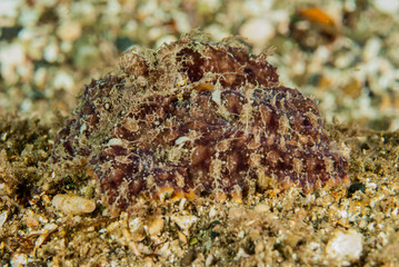 Red octopus in Ambon, Maluku, Indonesia underwater