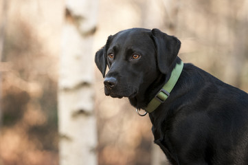 black lab puppy