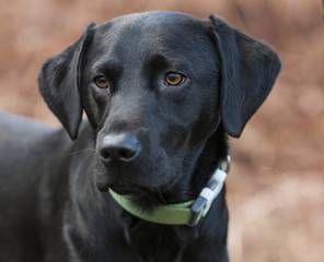 black lab