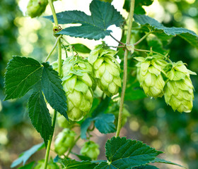 Hop Cones