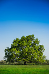 Fototapeta na wymiar Summer Landscape-Beautiful lonely tree