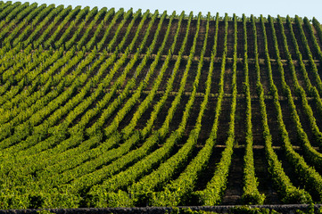 Fototapeta premium Vineyard Sunrise-Vineyards of Saint Emilion, Bordeaux Vineyards