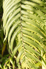 Fern leaf with water drops close-up