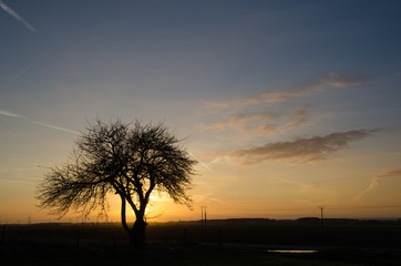 Fototapeta na wymiar Bare tree at sunset
