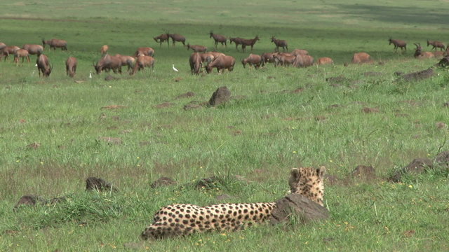 cheetah watches antelopes from a distance