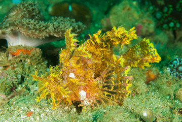 Weedy scorpionfish in Ambon, Maluku, Indonesia underwater