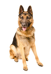 German Shepherd dog