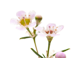 Fototapeta na wymiar wax flower isolated