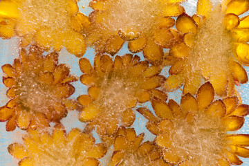 Chrysanthemum frozen into ice
