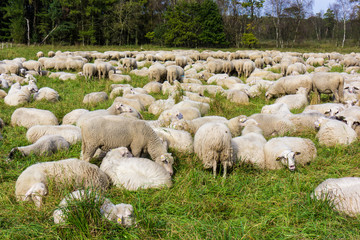 Obraz premium Stado owiec. owce pasą się na zielonym polu