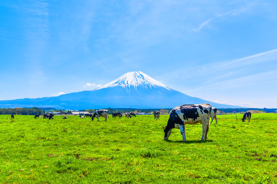 Cattle grazing in Asagirikogen to Mount Fuji views