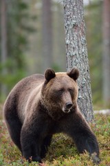 Fototapeta na wymiar Bear in woods