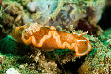 Dorid girdled nudibranch in Ambon, Maluku, Indonesia underwater