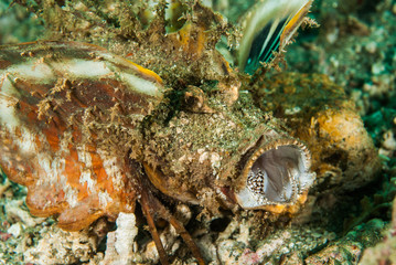 Spiny devilfish scorpionfish in Ambon, Maluku underwater
