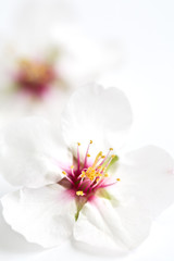 Obraz premium Almond blossoms