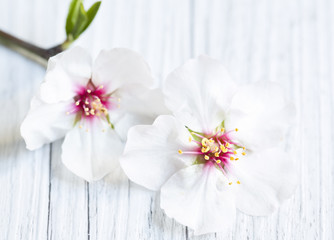 Fototapeta na wymiar Almond blossoms