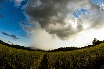 Fototapeta na wymiar Rice field cloud moving
