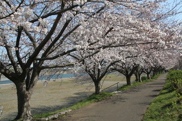 桜_相模川