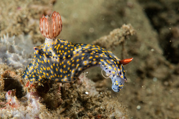 Nudibranch in Ambon, Maluku, Indonesia underwater